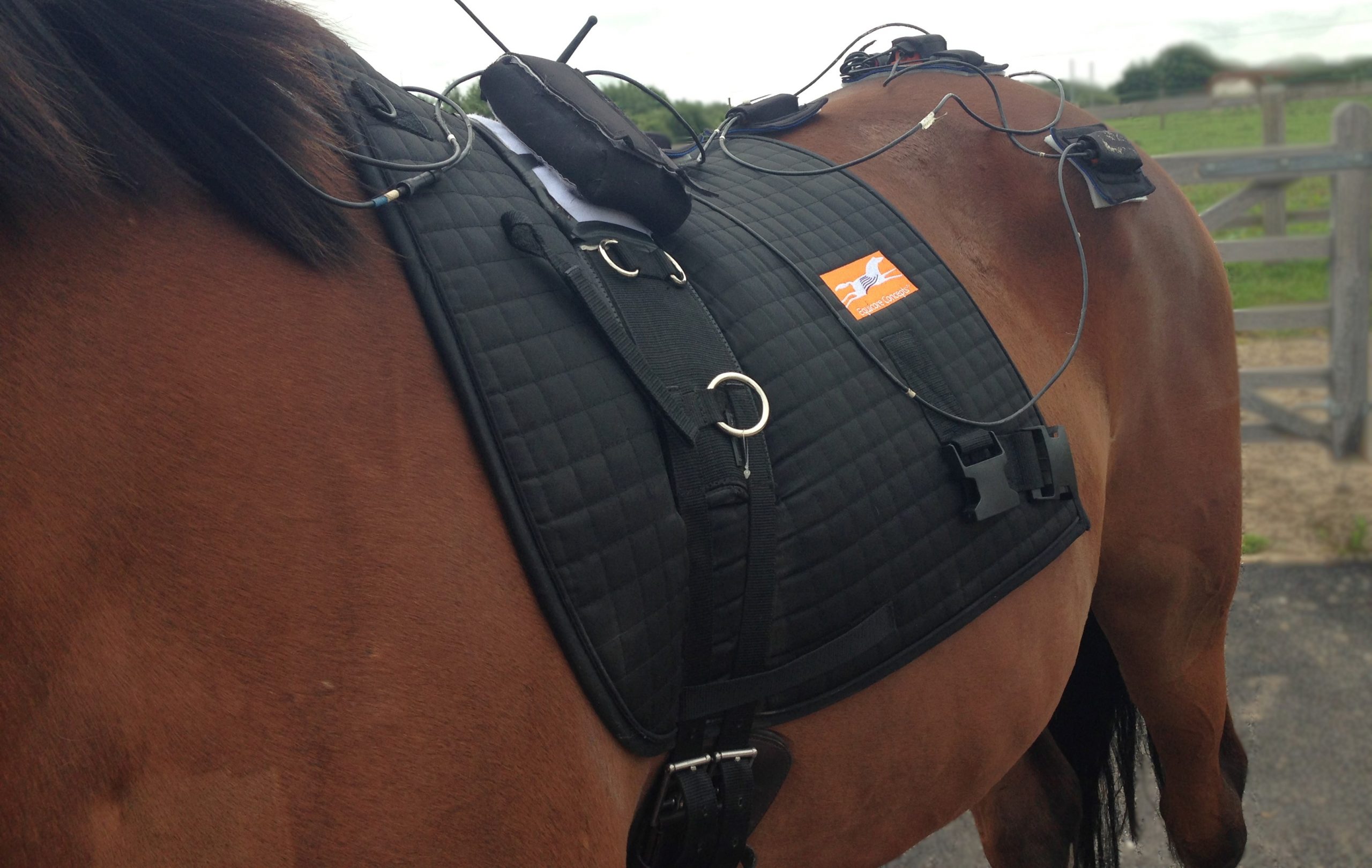 The Equiband® Pro System improves stability of the spine during walking and trotting