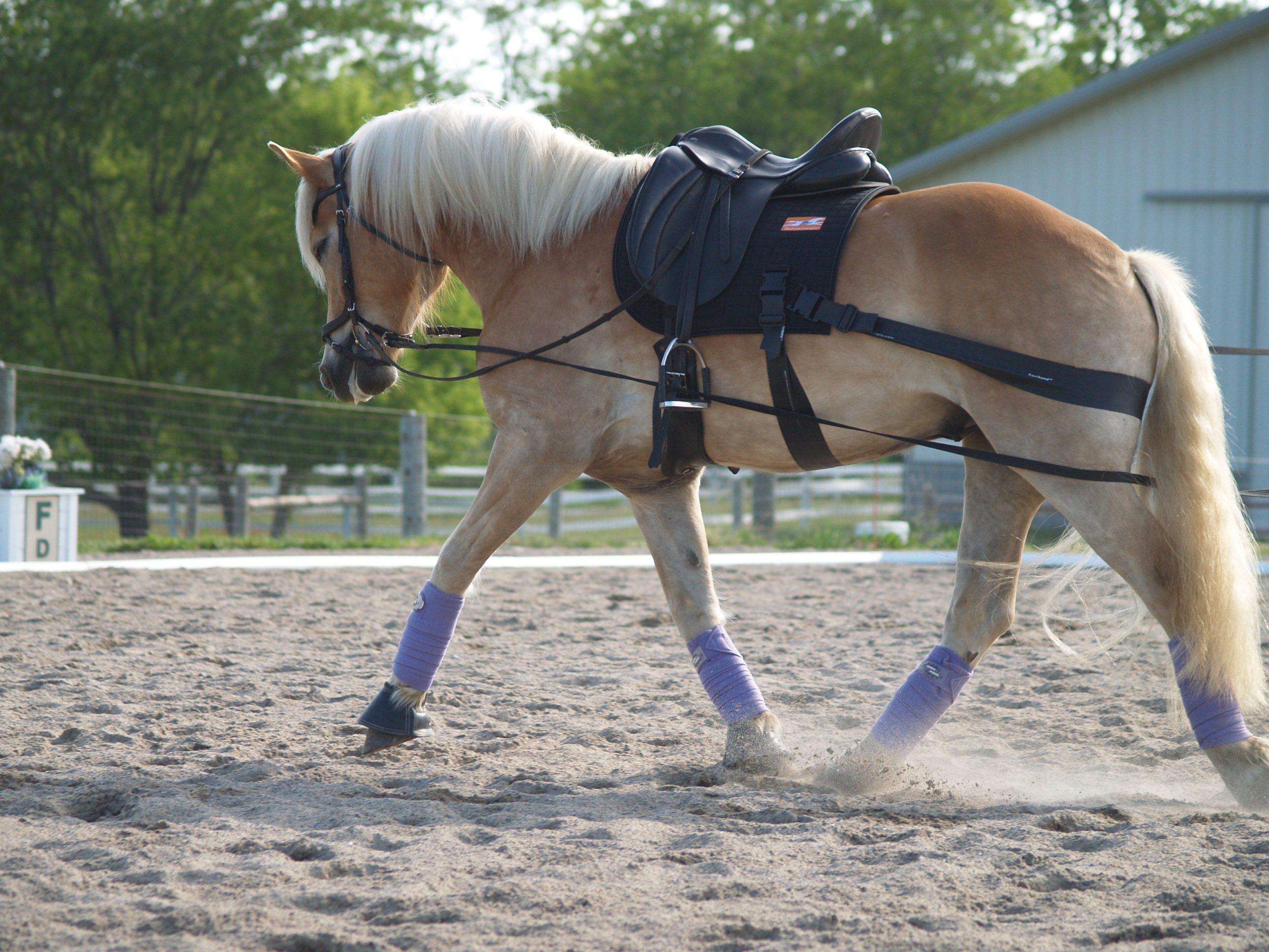 Equiband® Pro resistance bands increase activation of core muscles at the trot