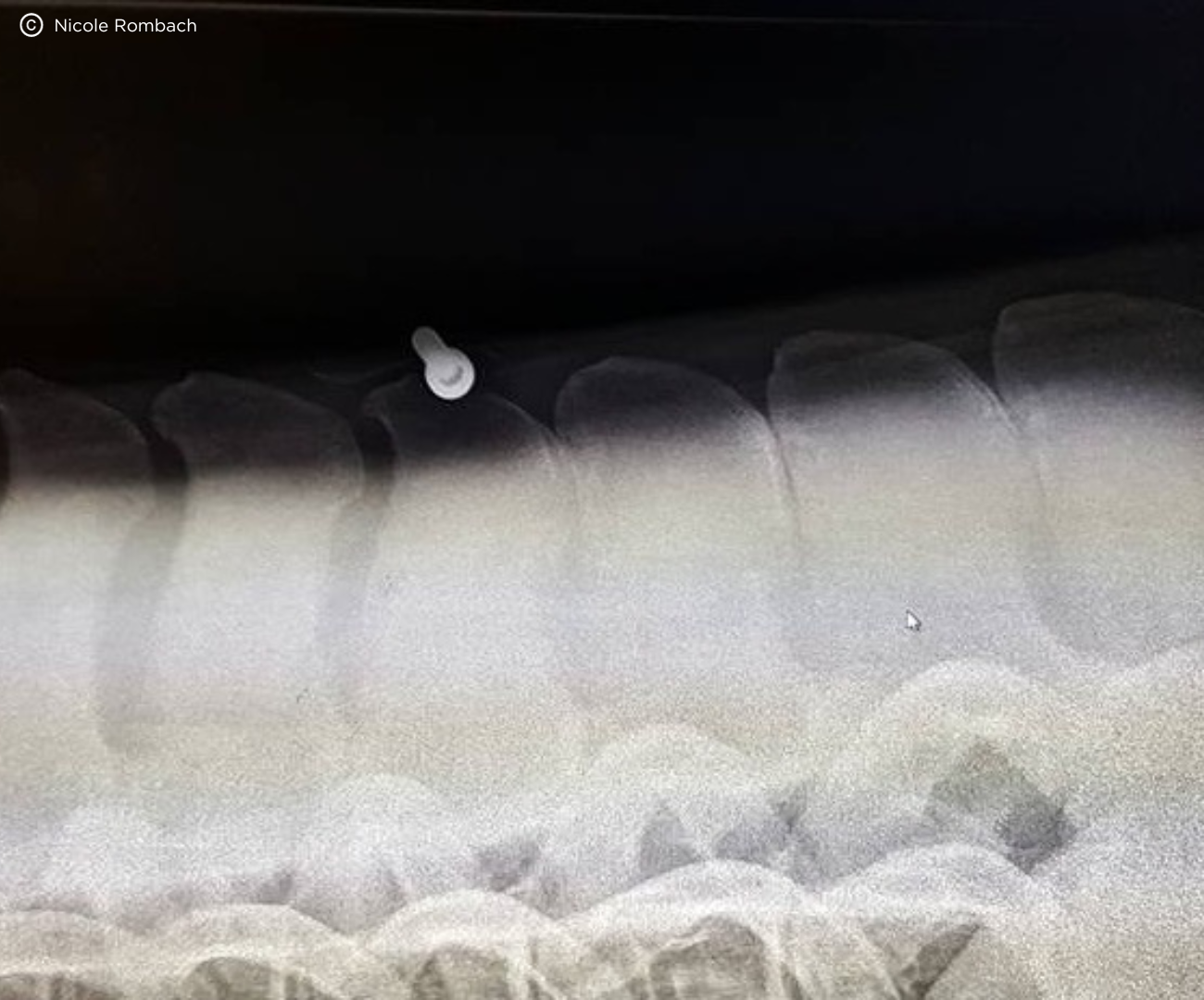 Rehab Tips for Horses With Kissing Spines