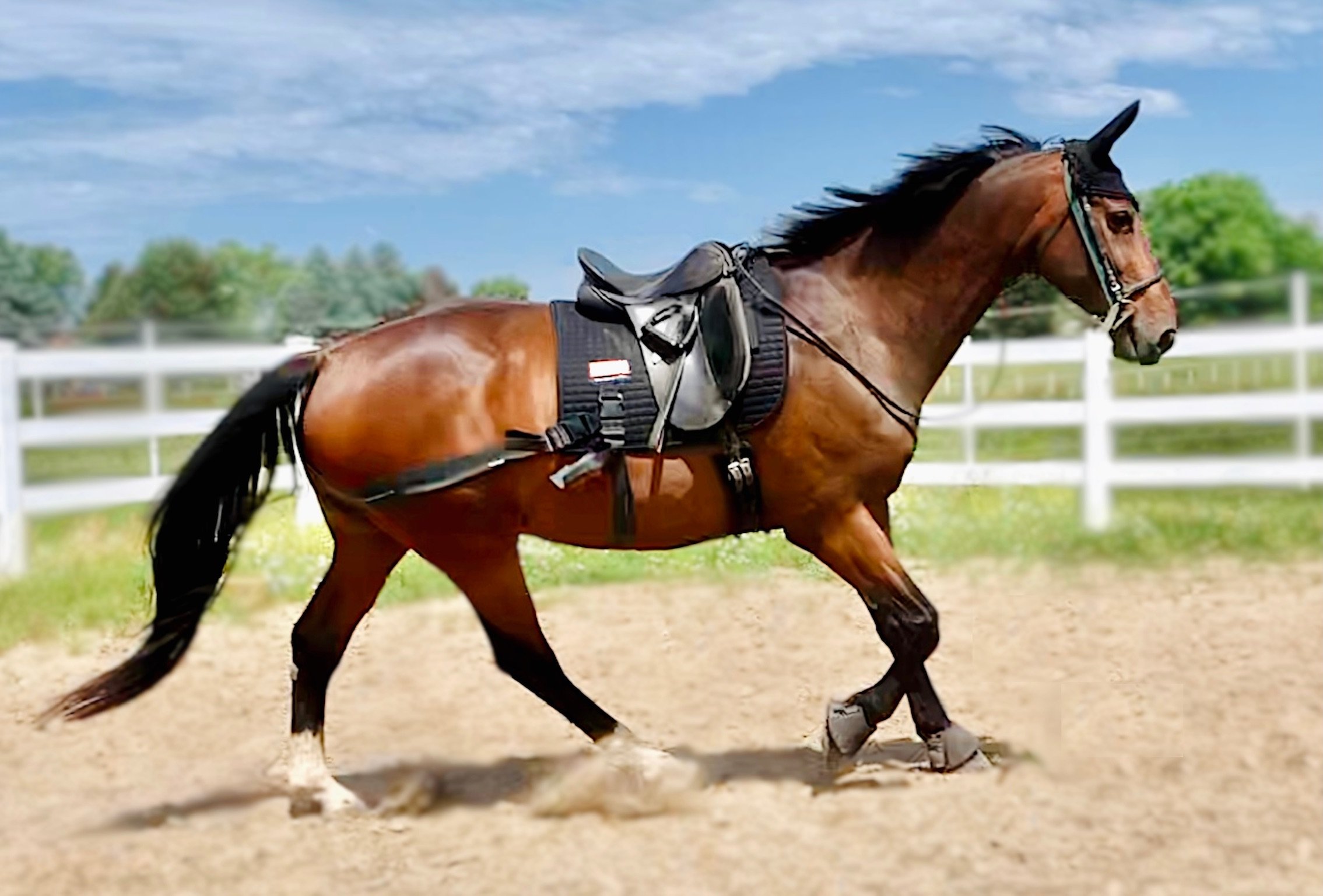 horse-showing-dynamic-stability-in-arena-at-canter