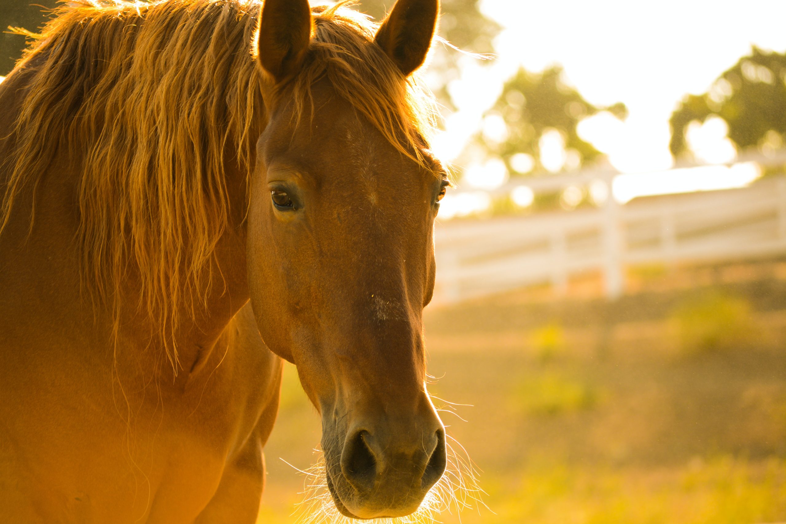 Healthy Aging: How to Support the Senior Horse