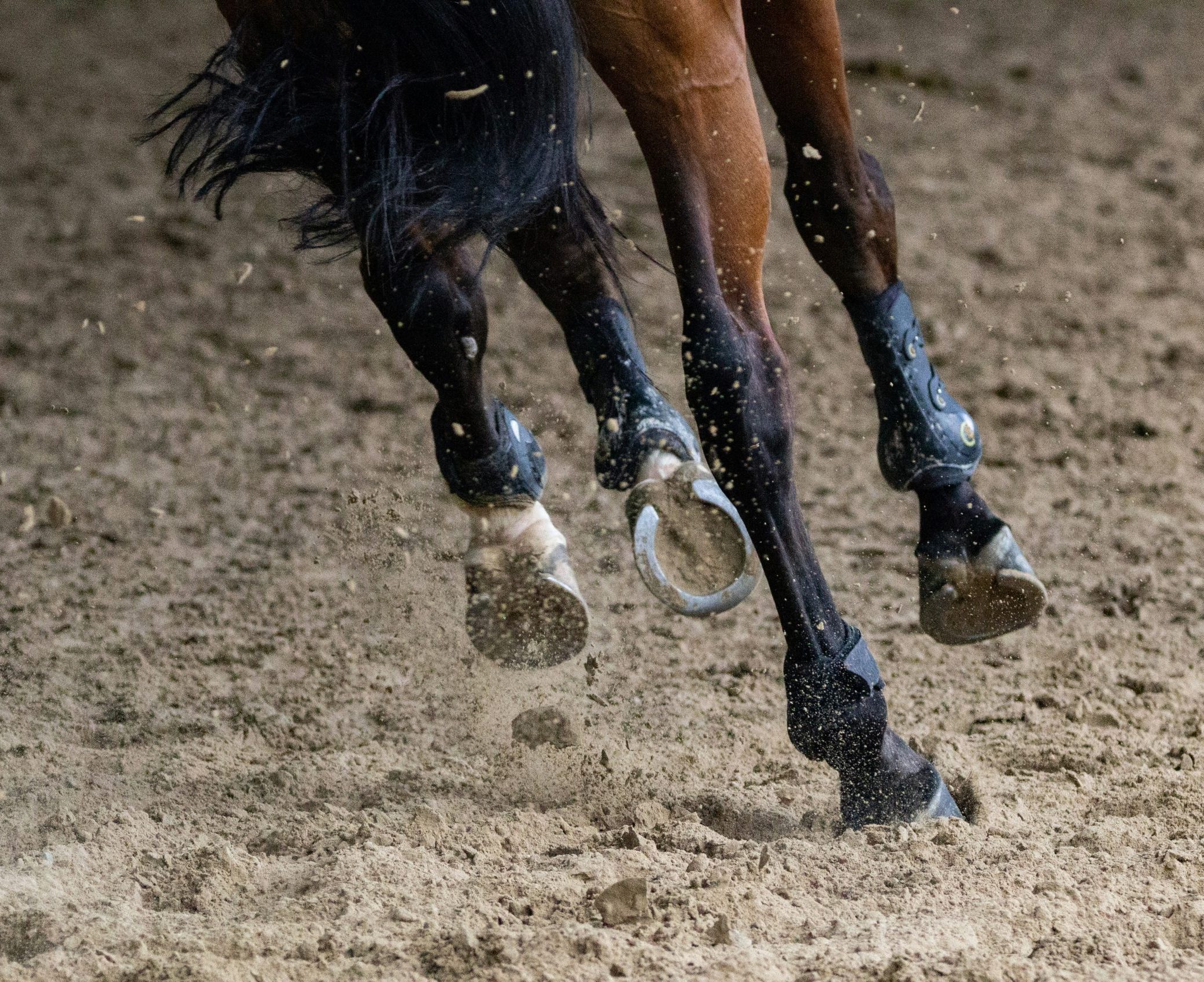 performance-horse-close-up-of-legs