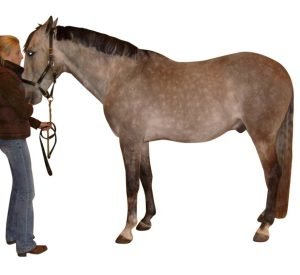 horse-standing-square