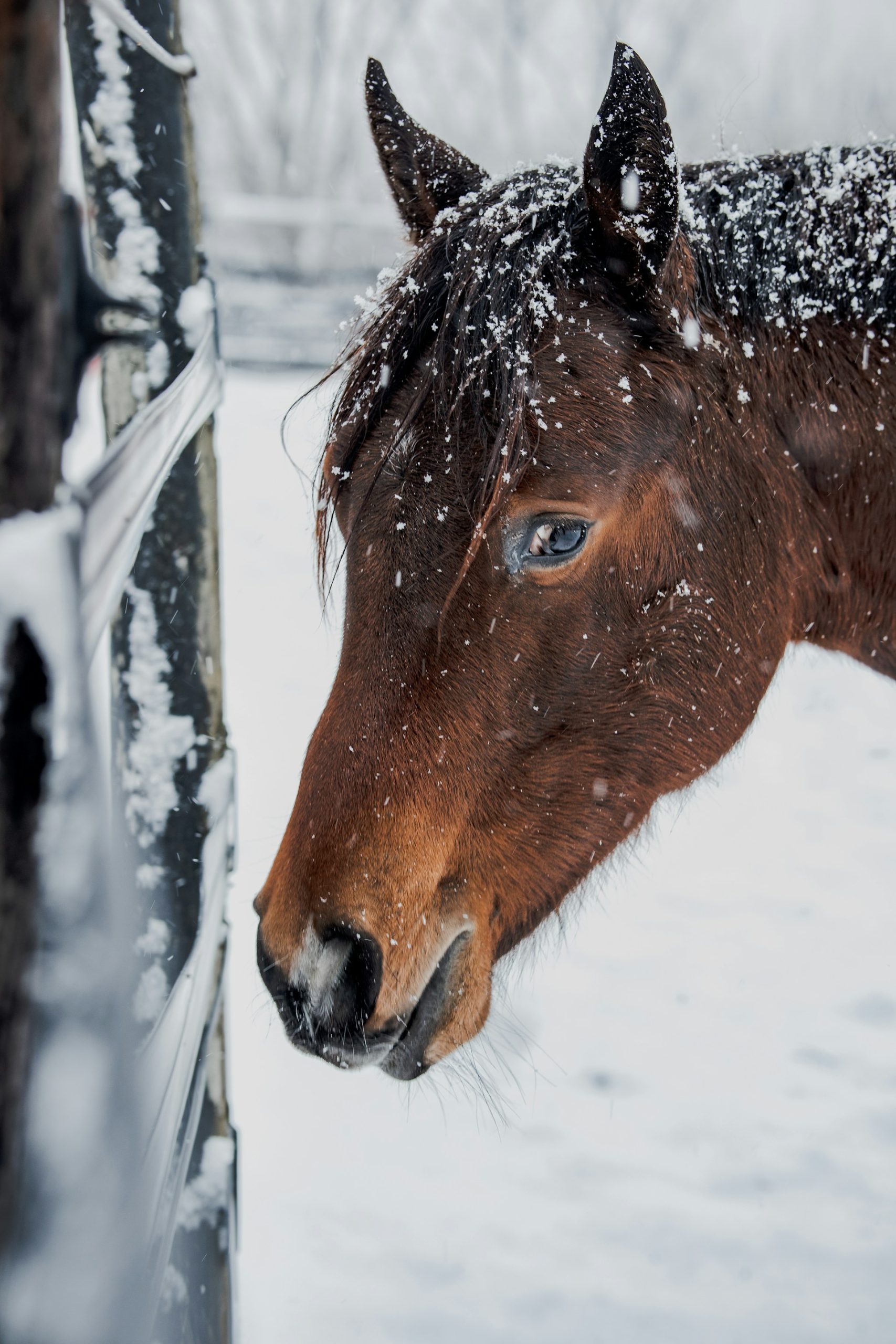 10 Essential Strategies for Horsekeeping This Winter