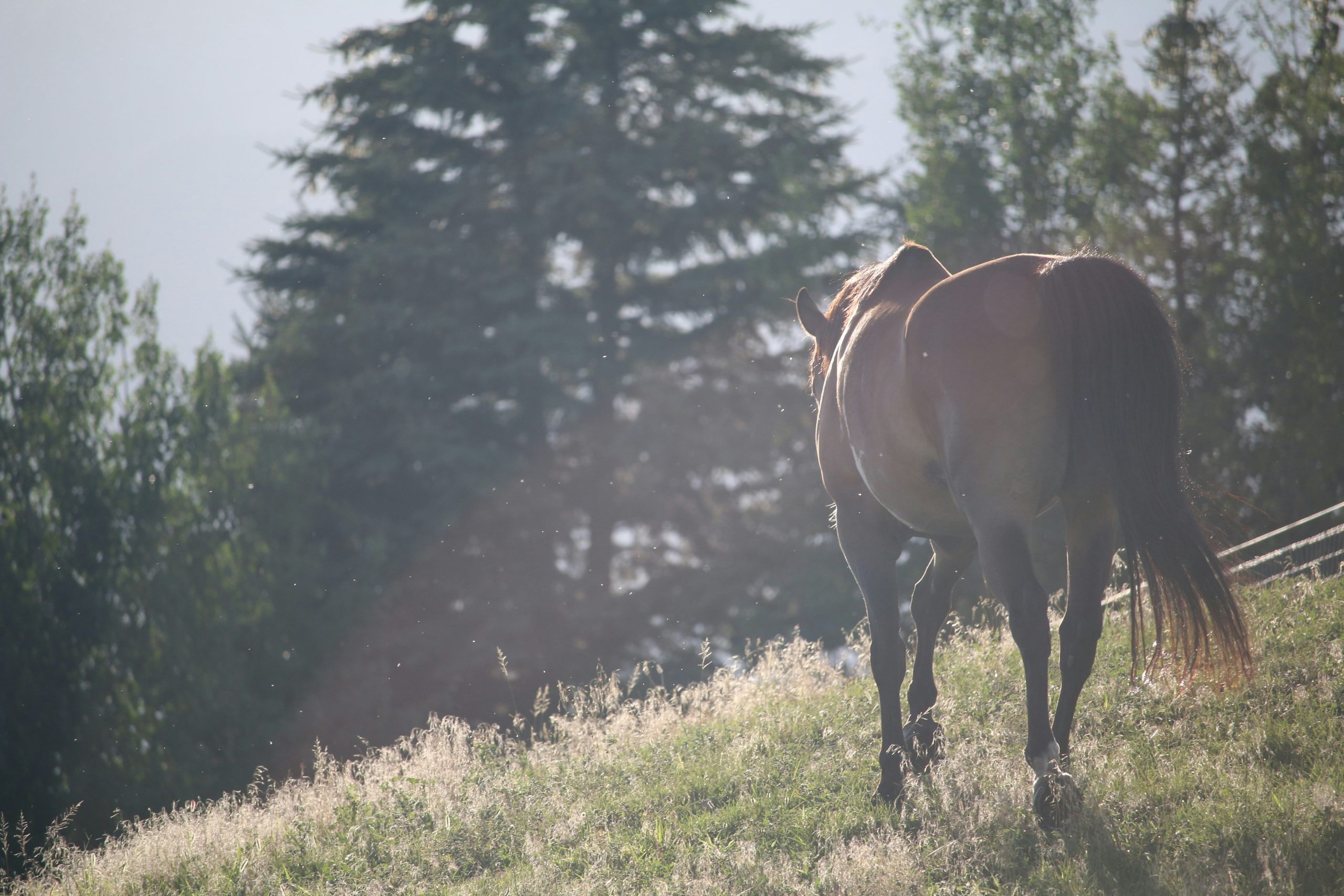 Understanding the ‘Neurological’ Horse